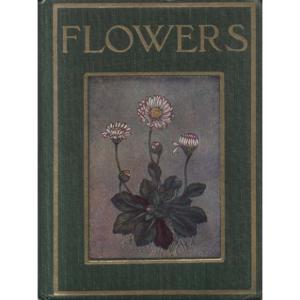 Flowers by Janet Harvey Kelman